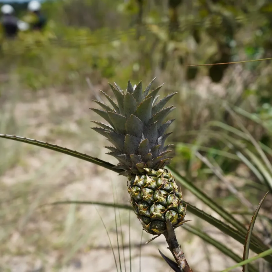 imagem biodiversidade slide 8